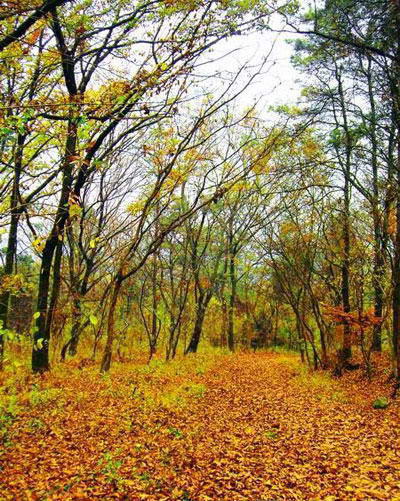 蜀山森林公园风景图