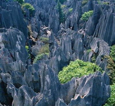 丫山花海石林风景图