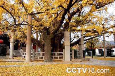 盘县古银杏风景名胜区风景图